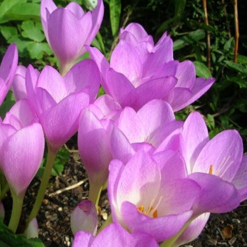 Превью изображения