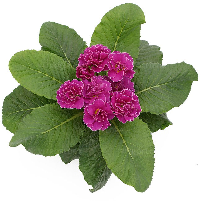 Превью изображения