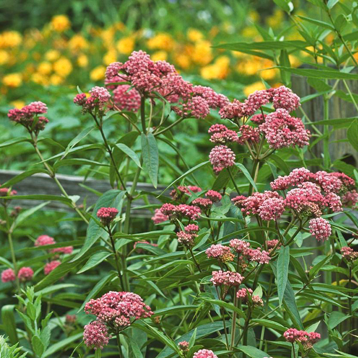 Превью изображения