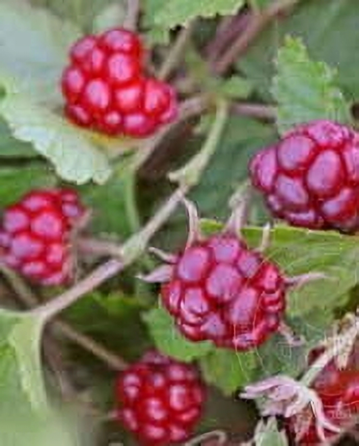 Превью изображения