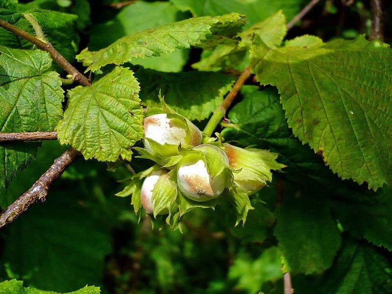 Превью изображения