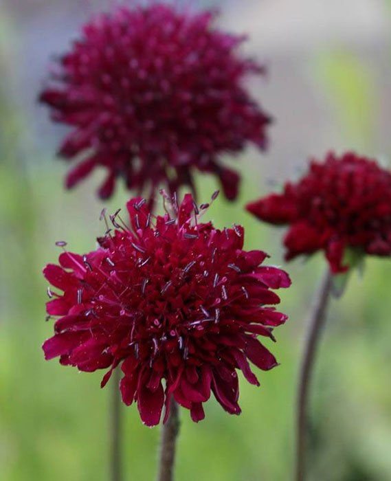 Превью изображения