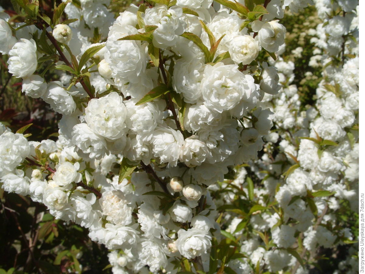 Превью изображения