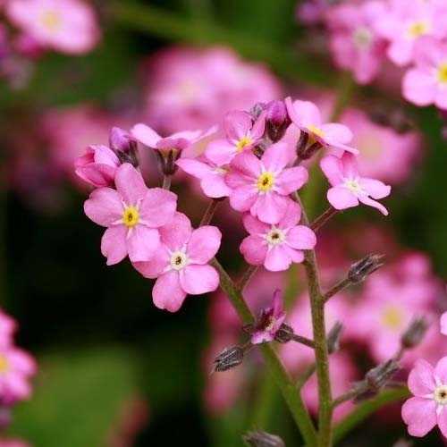 Превью изображения