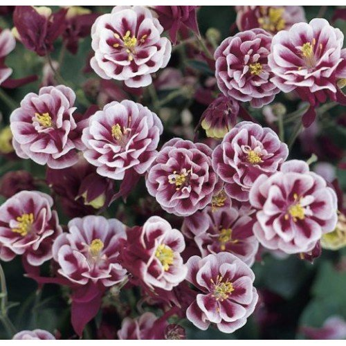 Превью изображения