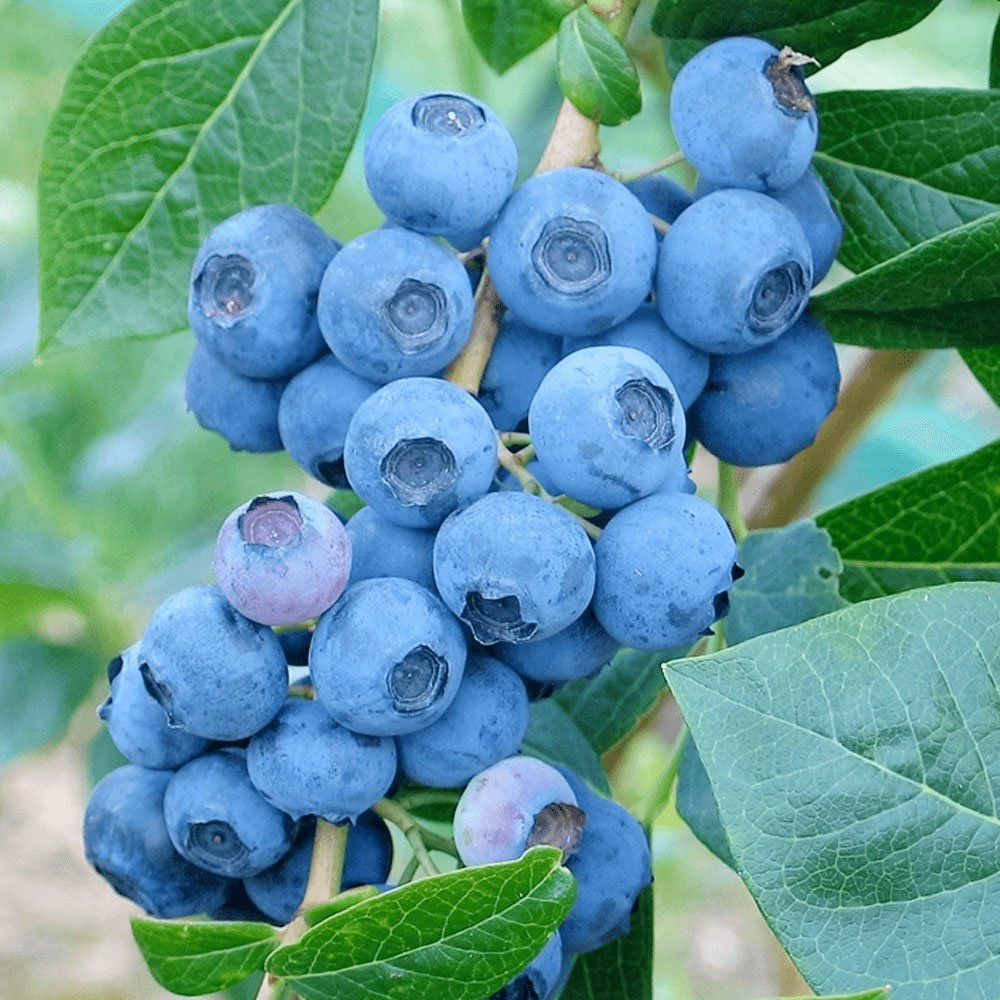 Превью изображения