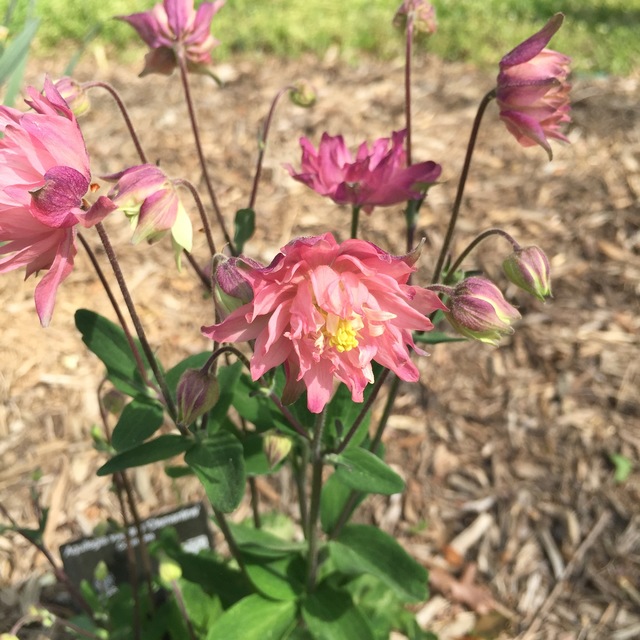 Превью изображения