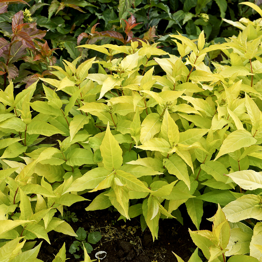 Превью изображения