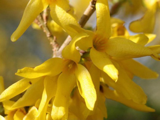 Превью изображения