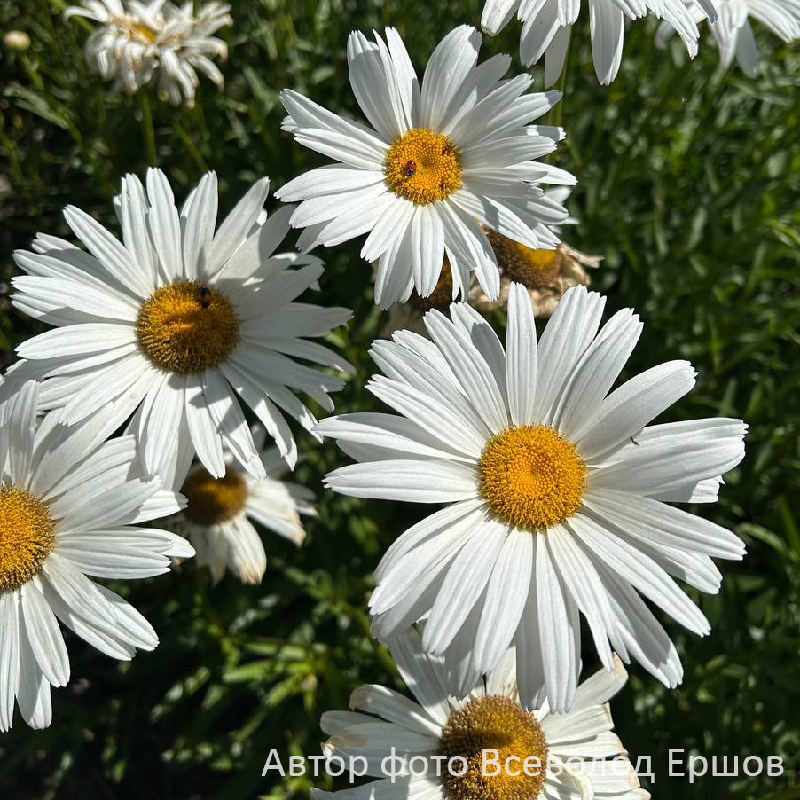 Превью изображения