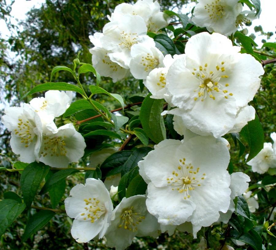 Превью изображения