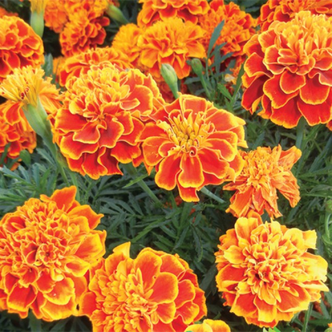 Превью изображения