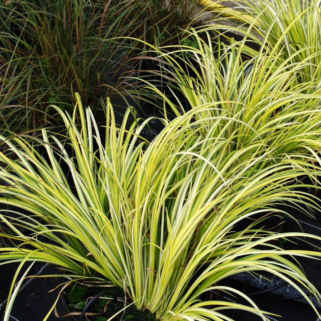 Превью изображения