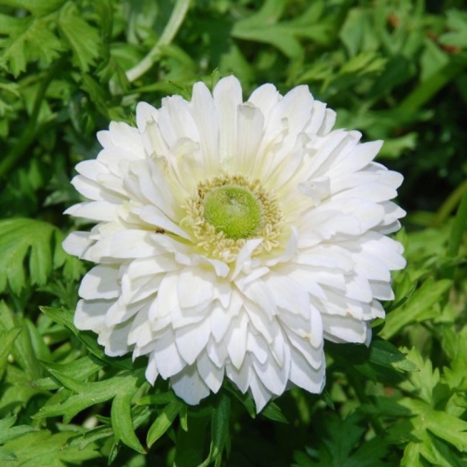 Превью изображения