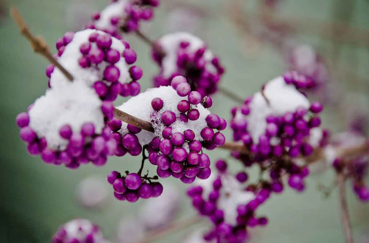 Превью изображения