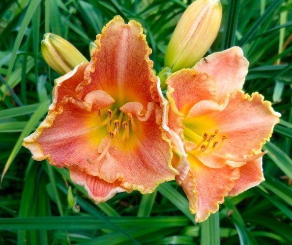 Превью изображения