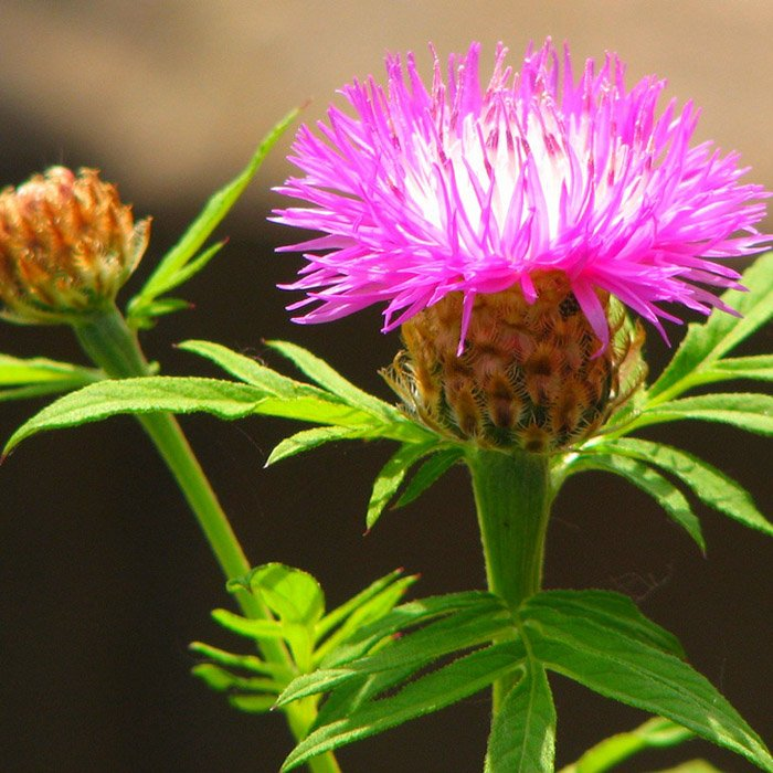 Превью изображения