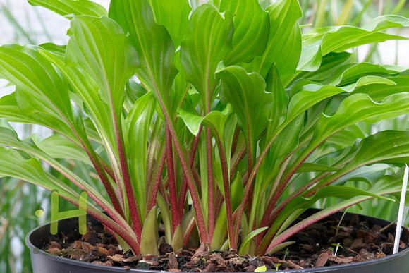 Превью изображения