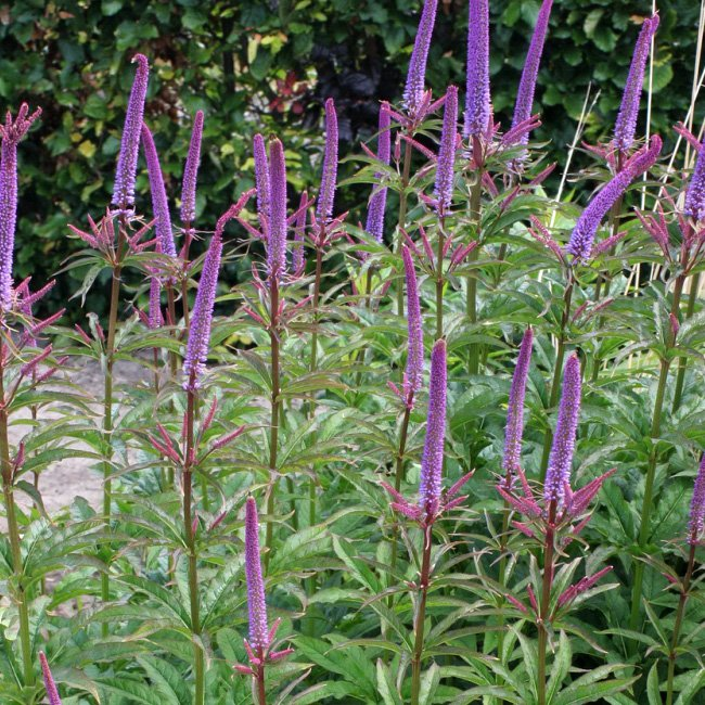 Превью изображения