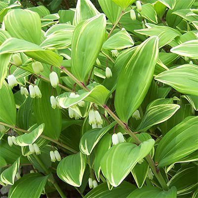 Превью изображения