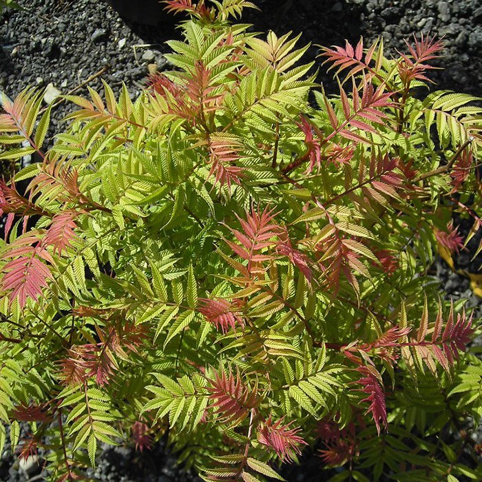 Превью изображения