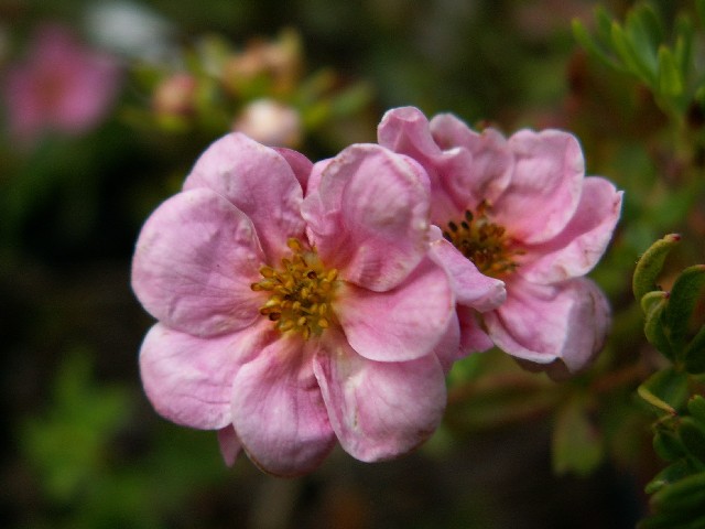 Превью изображения