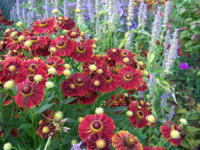 Превью изображения