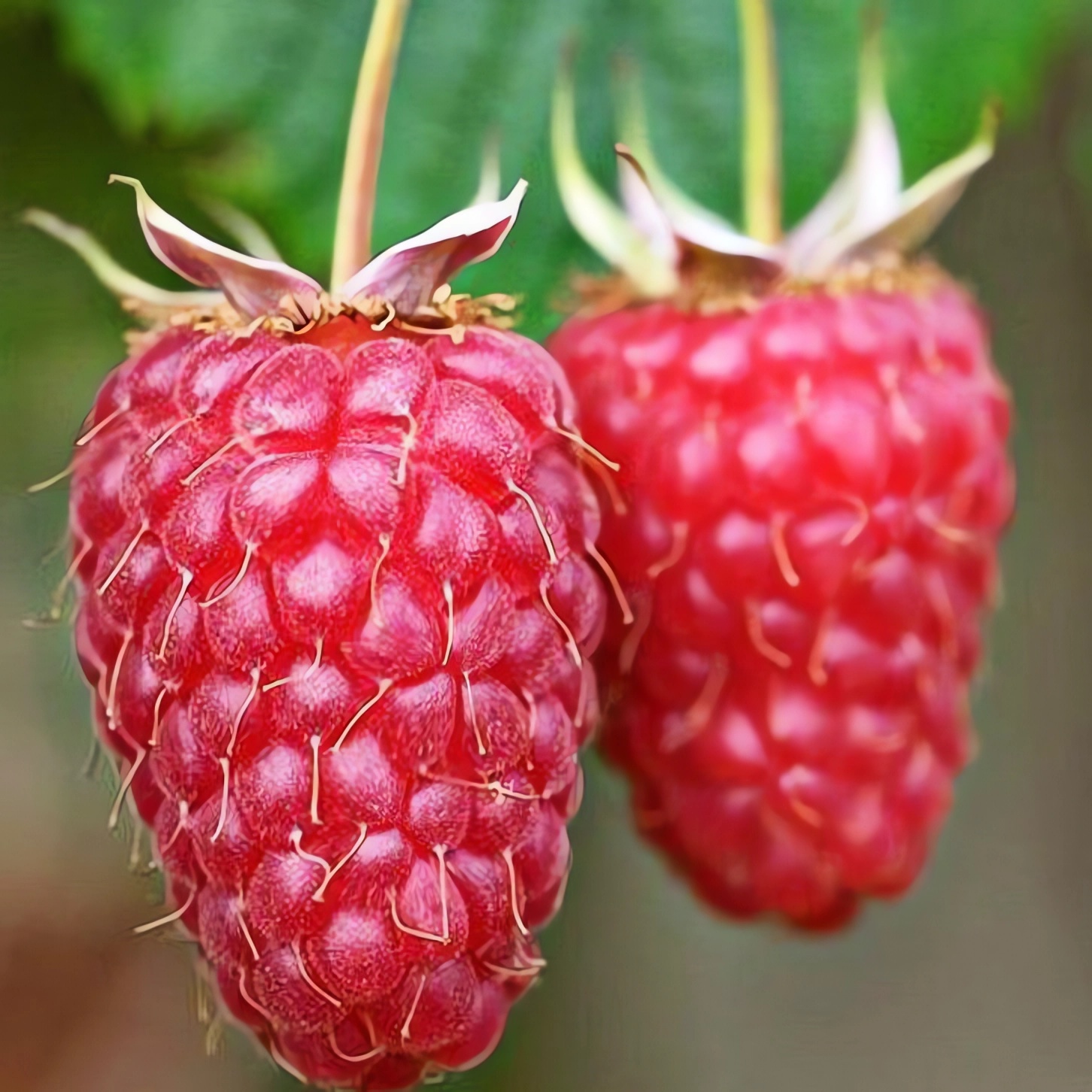 Превью изображения