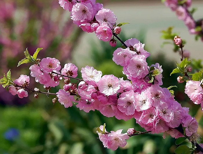 Превью изображения