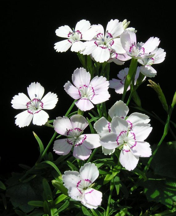 Превью изображения