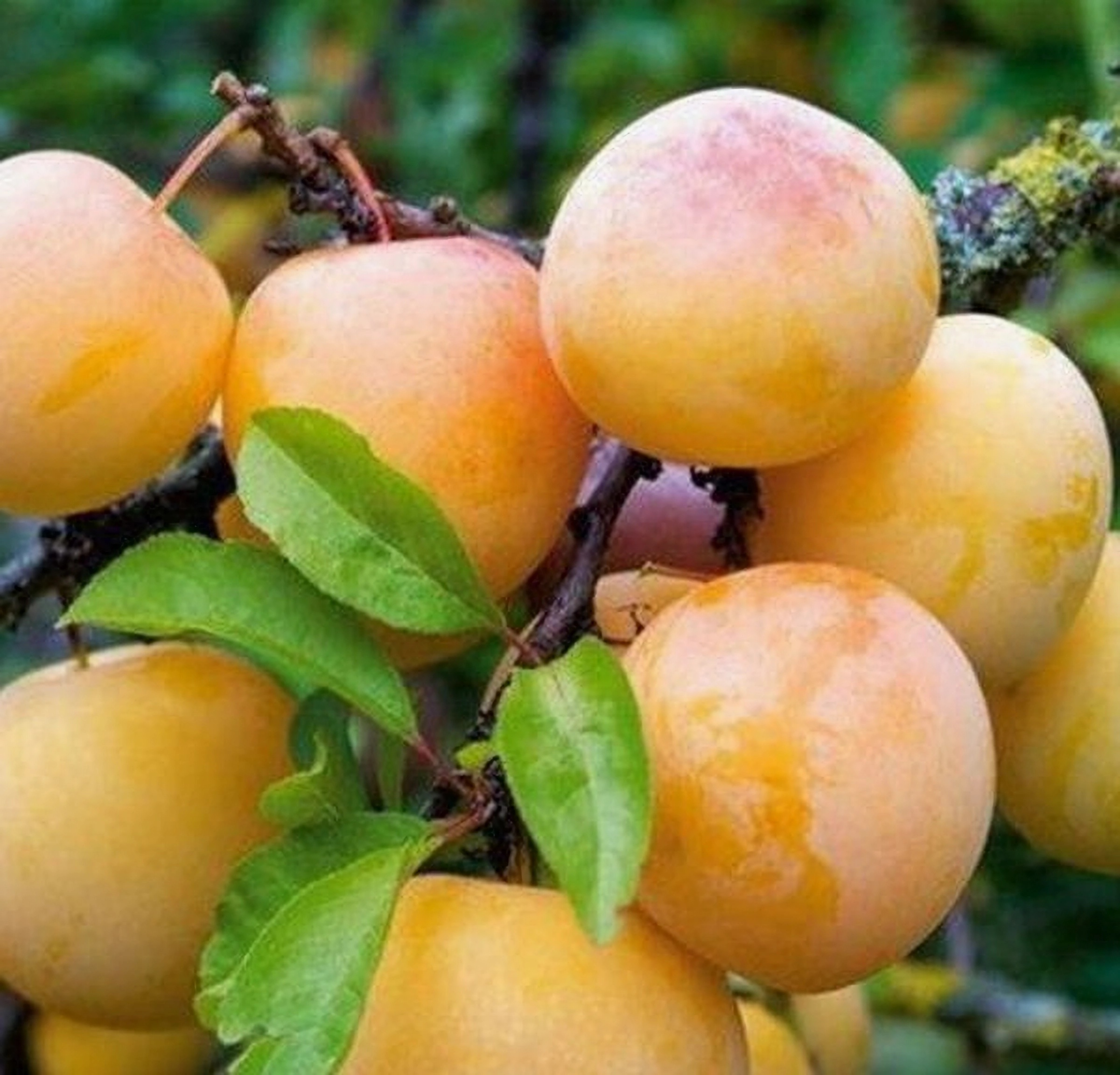 Превью изображения
