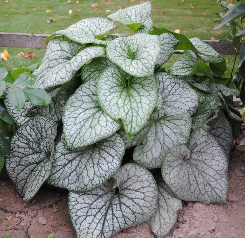 Превью изображения