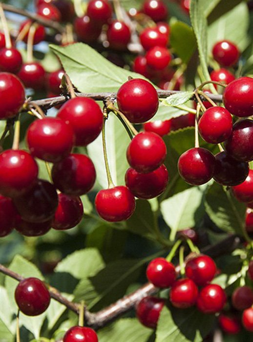 Превью изображения