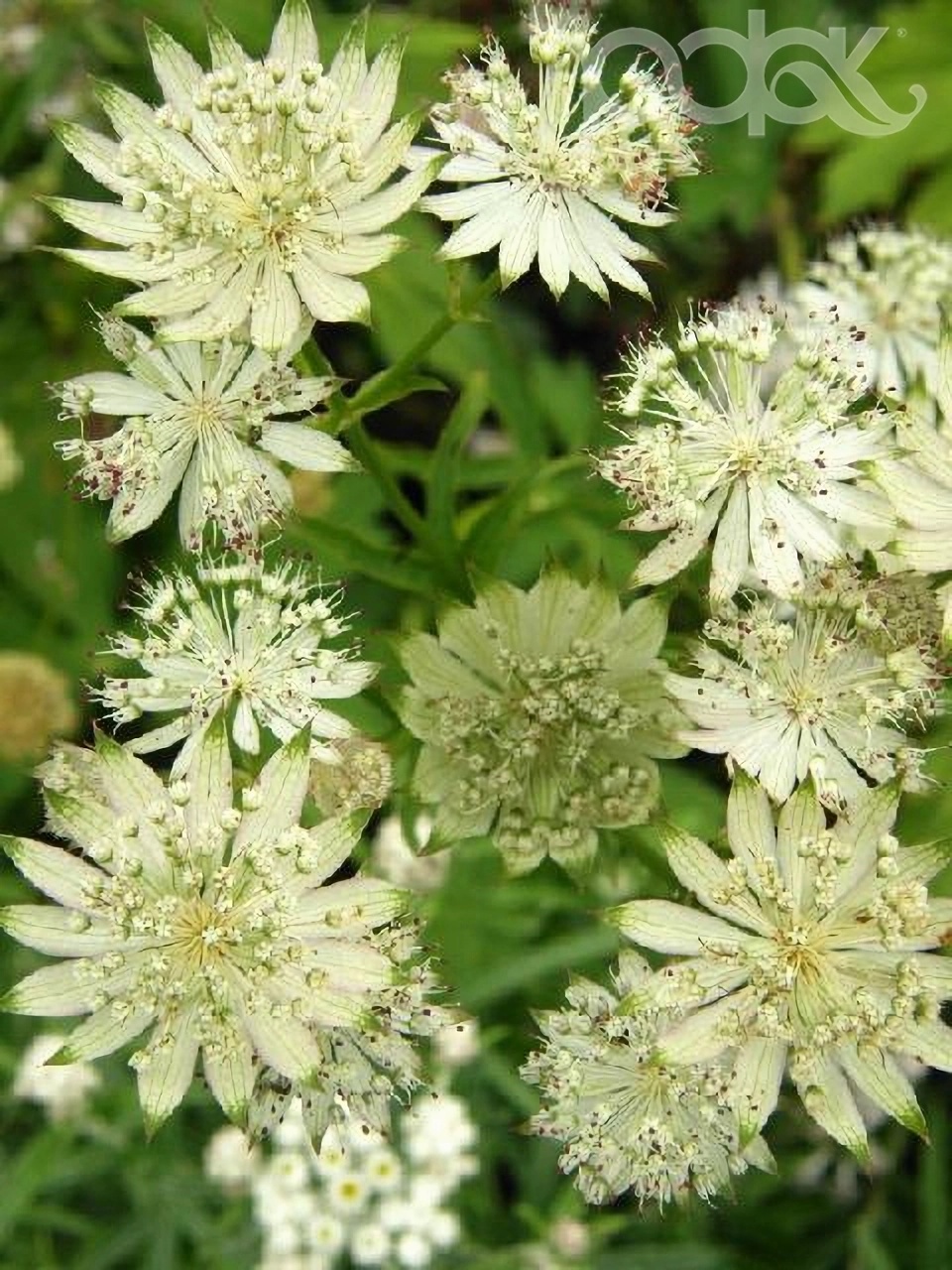 Превью изображения