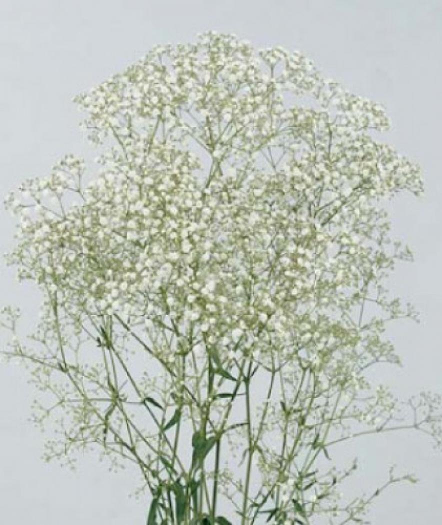 Превью изображения