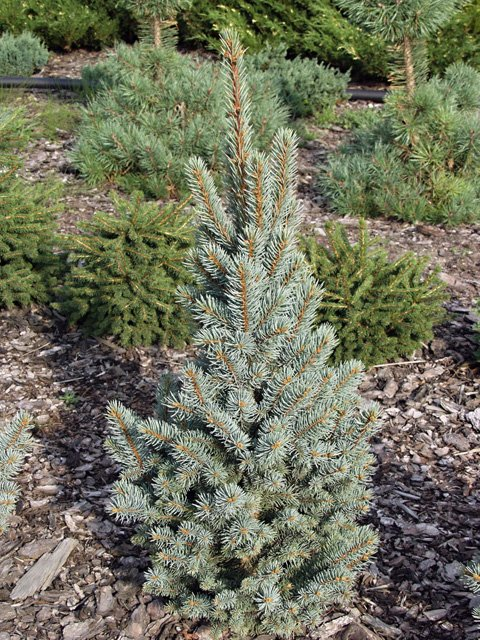 Превью изображения