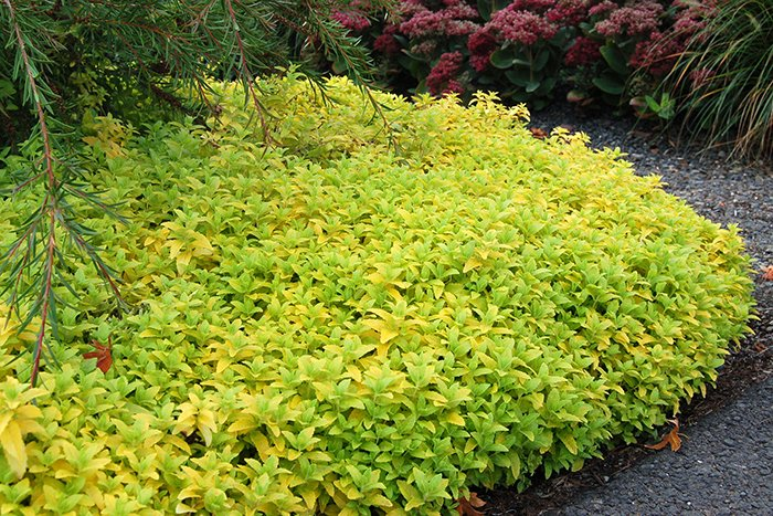 Превью изображения