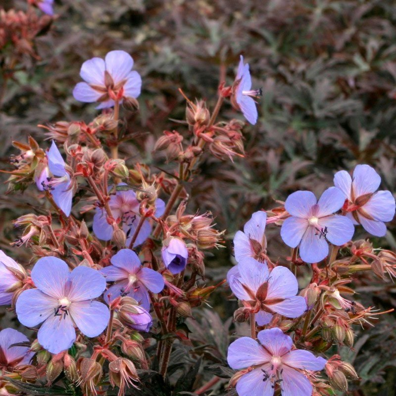 Превью изображения
