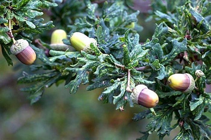 Превью изображения