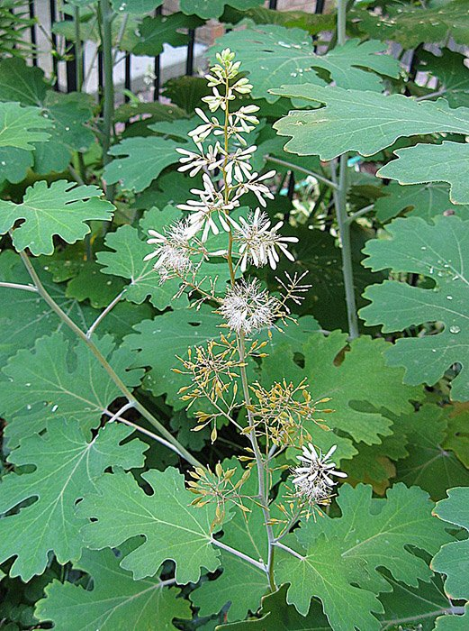 Превью изображения