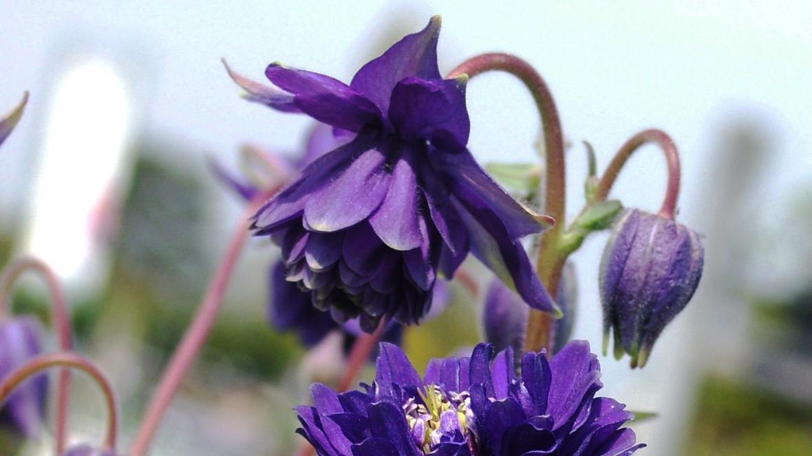 Превью изображения