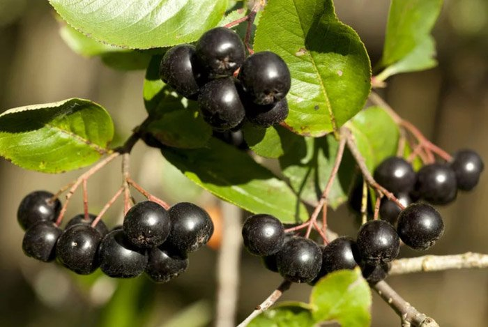 Превью изображения