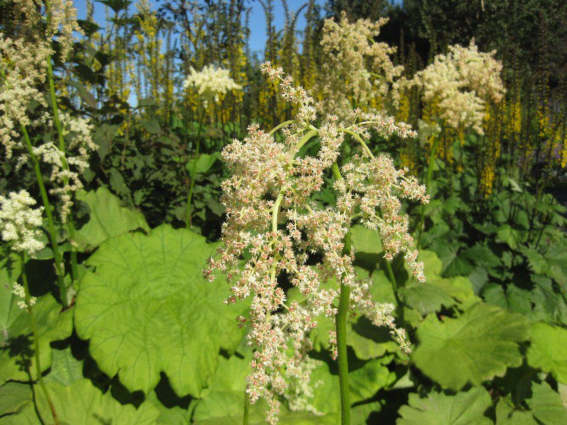 Превью изображения