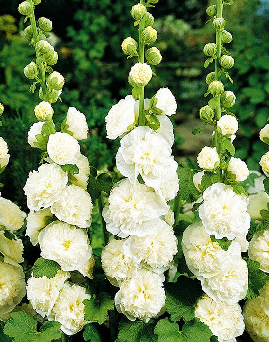 Превью изображения