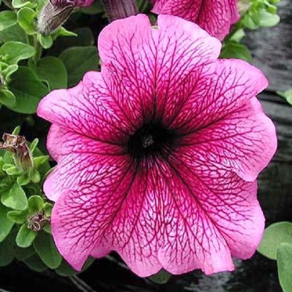 Превью изображения