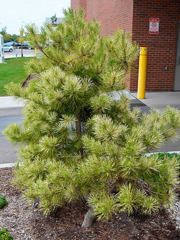 Превью изображения