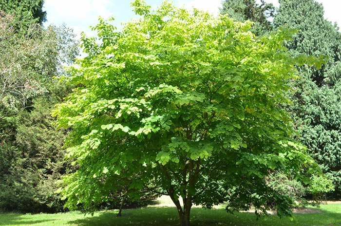 Превью изображения