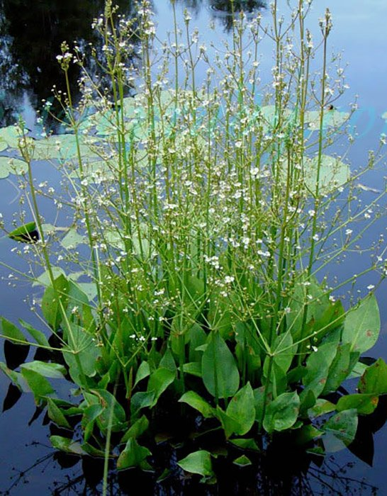 Превью изображения