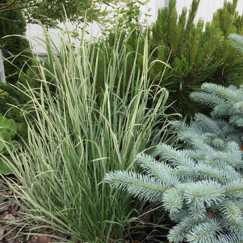 Превью изображения