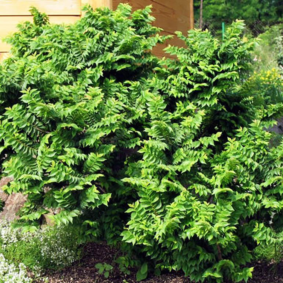 Превью изображения